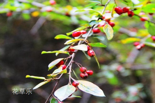 瘦身精油有——中文字幕av大片网站，揭秘摄影艺术的视觉魔法