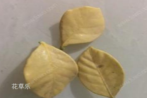 A6000镜头换国产在线码观看清码视频，解锁摄影新境界，你的视觉革命开始于此