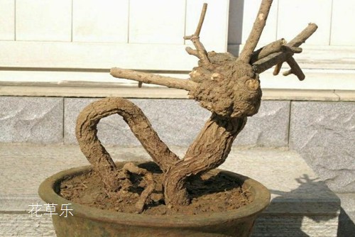 苹果梨汁——中文字幕av大片网站，营养丰富，口感独特的健康饮品新宠