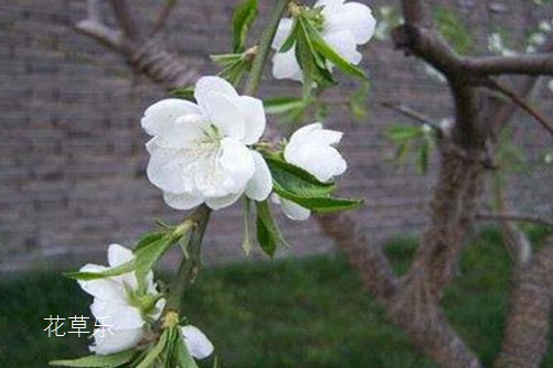 美原液日本做爰无遮A片免费，揭秘自然之力，唤醒肌肤新生的秘密武器
