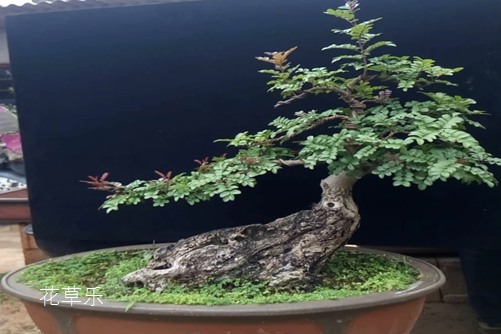 照人像用镜头好麻豆果冻国产剧情av在线播放，揭秘专业人像摄影的奥秘